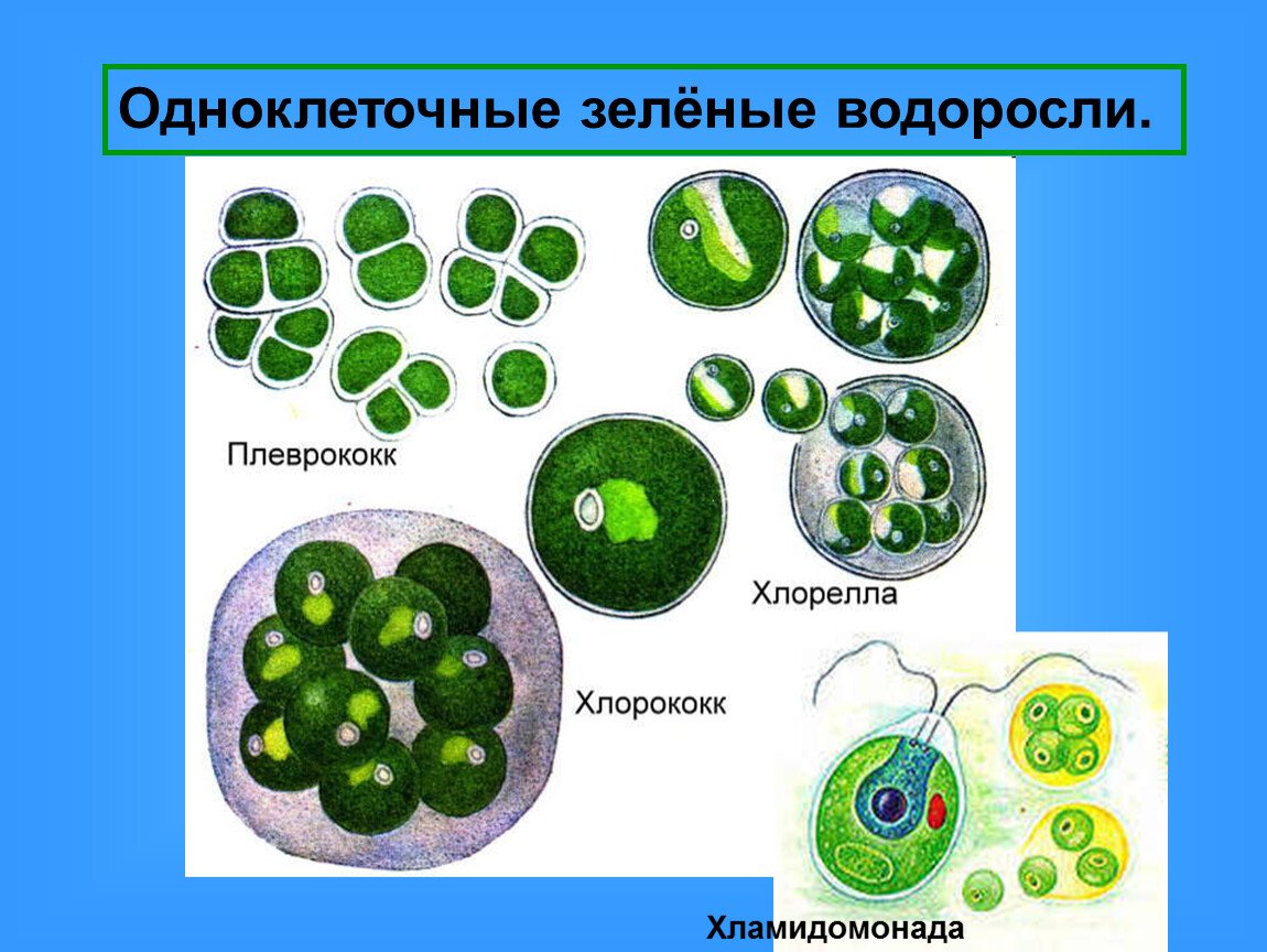 Низшие растения. Группа отделов Водоросли, Биология 7 класс