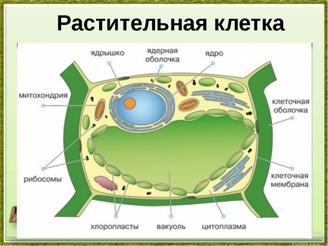 Презентация Органоиды клетки | PDF