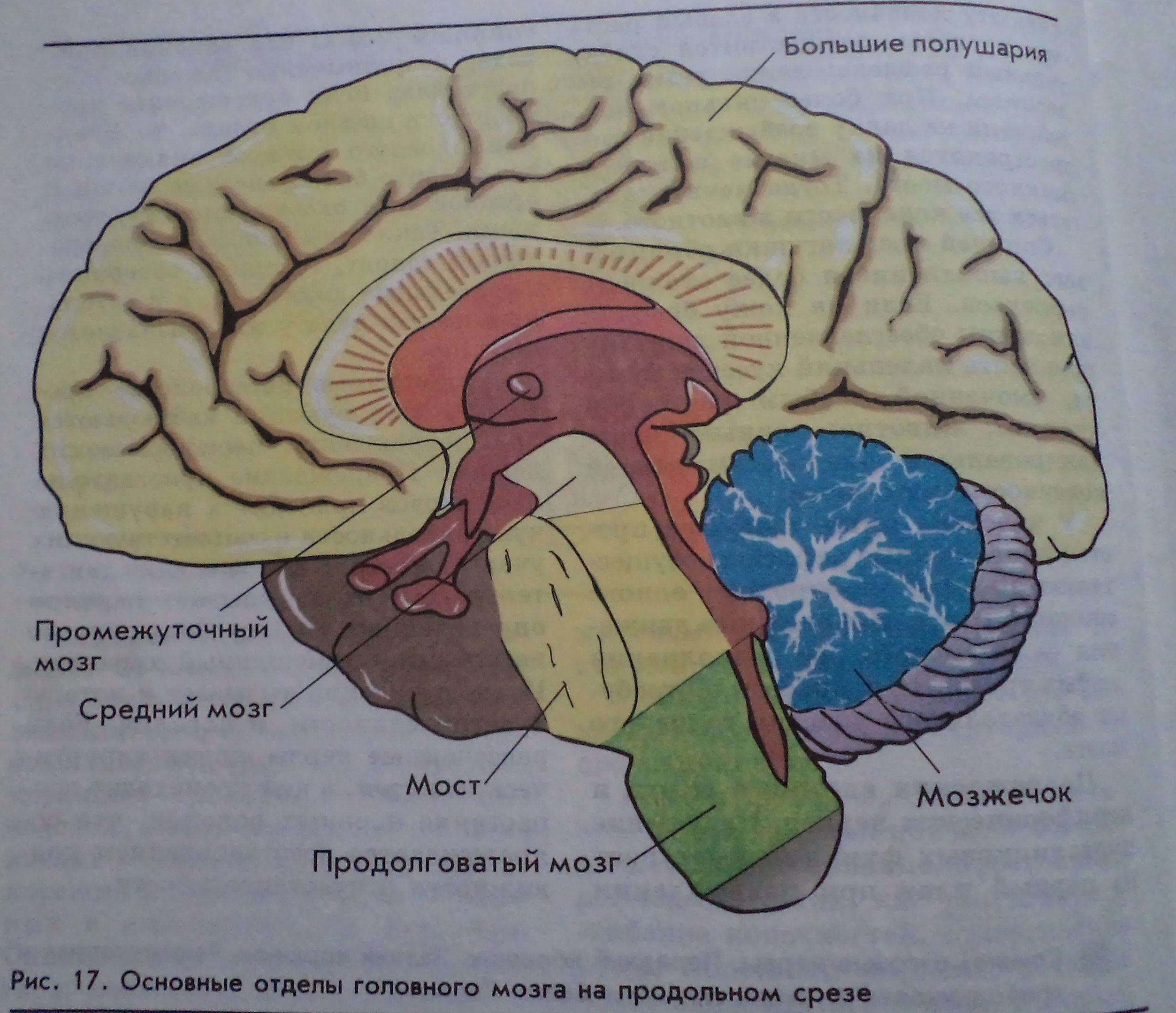 Отделы мозга рисунок 