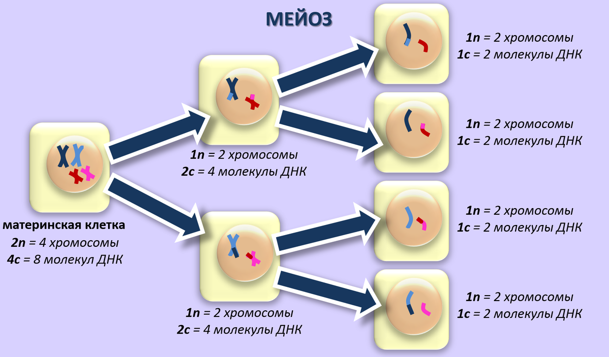 мейоз | 