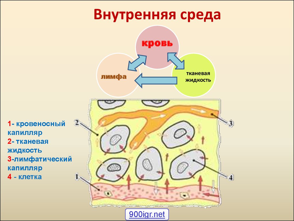 Что такое лимфа, и каковы ее основные