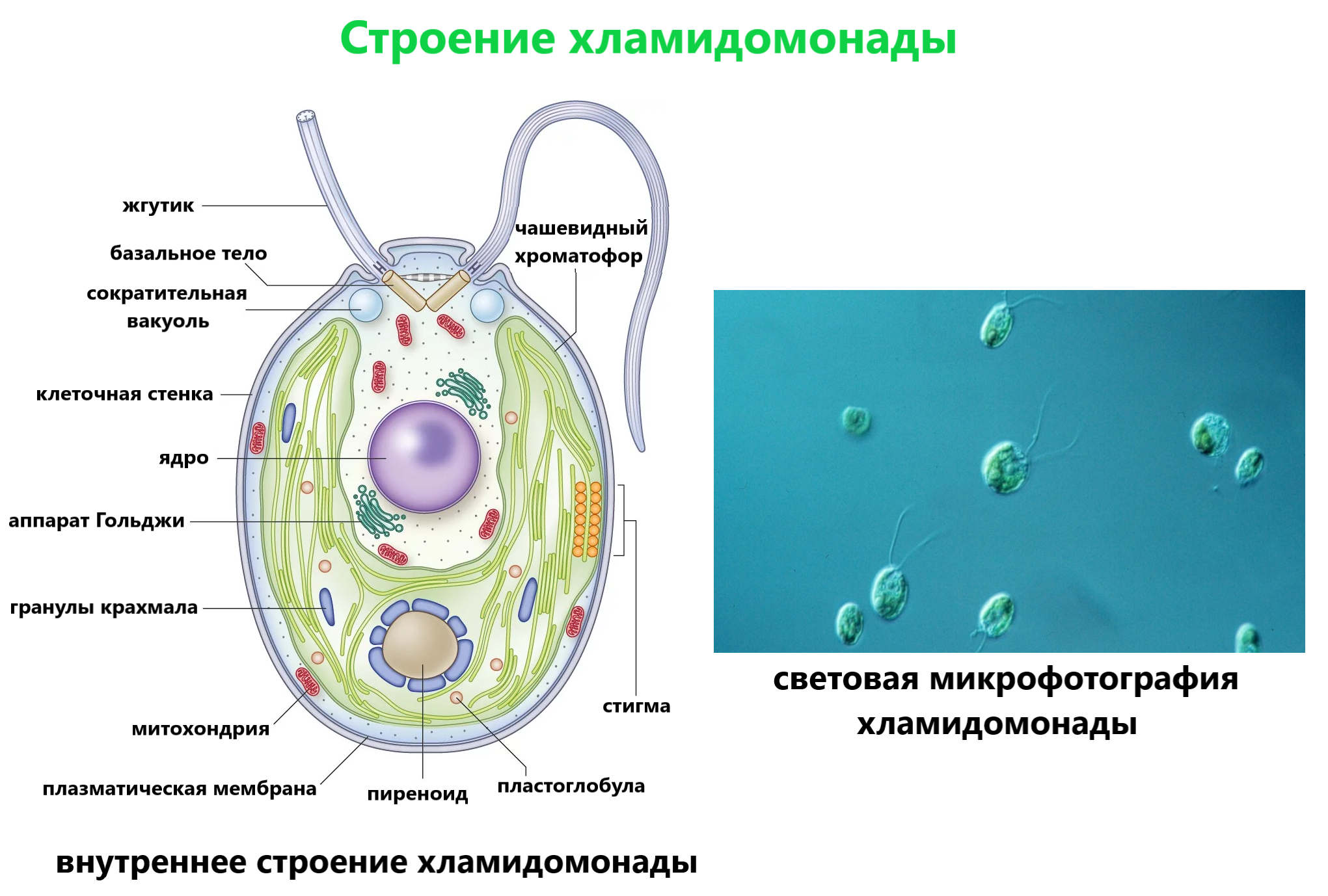 Водоросли одноклеточные рисунок 