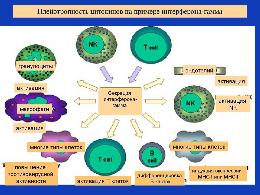 Лимфатическая система и жировая ткань