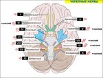 мозг индейки и черепно мозговые нервы