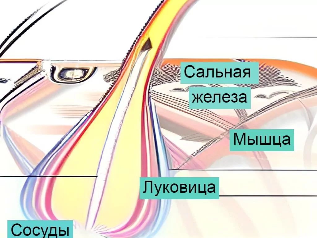 Жирные волосы | Красота и эстетика | Дзен