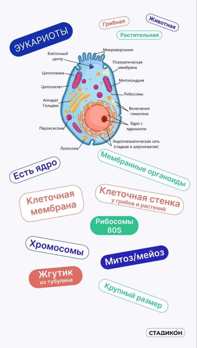 Эпителиальная и соединительная ткани