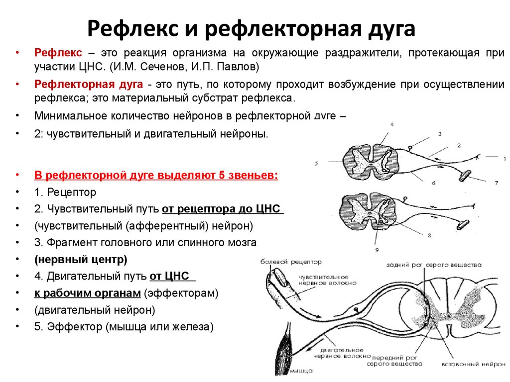 Регуляция функций организма. Строение и значение нервной