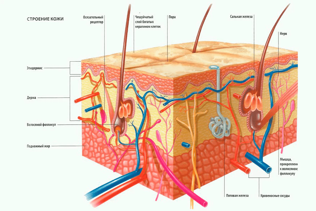 Нарисовать Строение Кожи 
