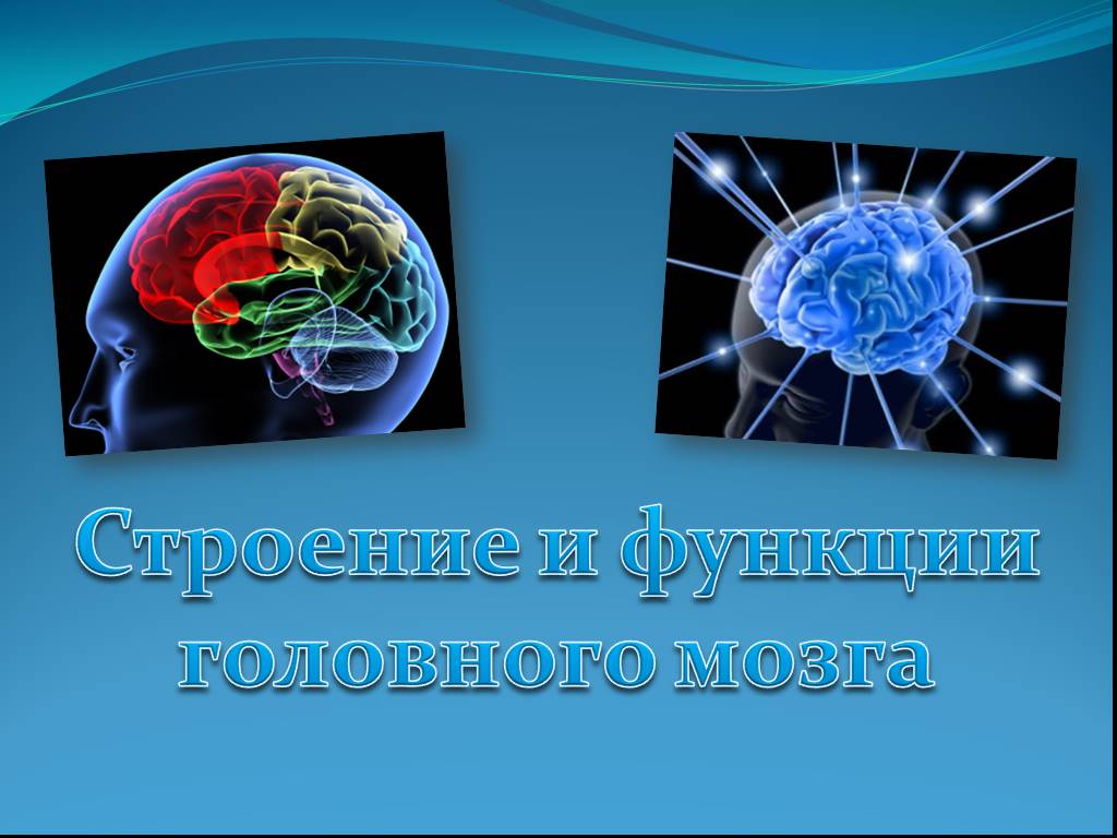 Урок по анатомии на тему Строение головного мозга