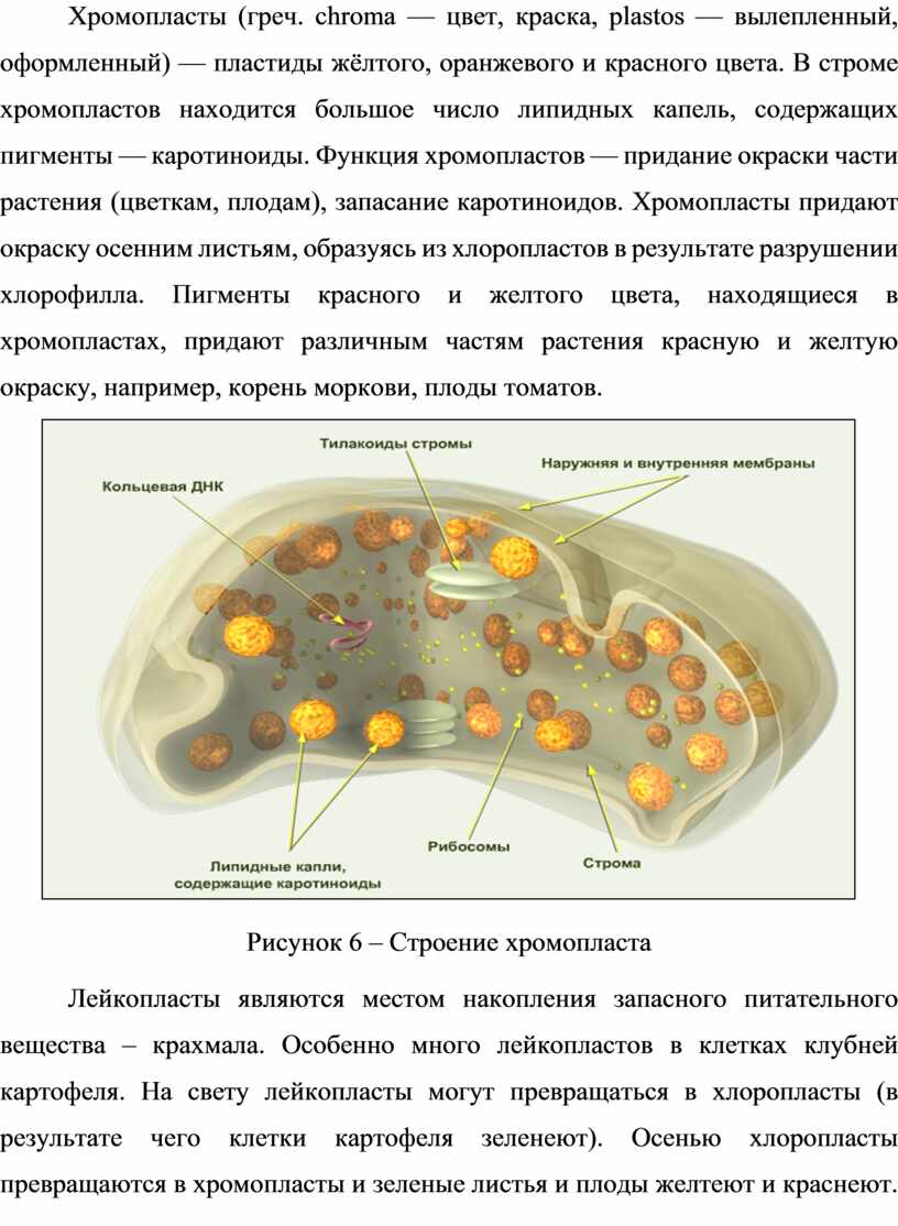 Строение грибной клетки рисунок с подписями