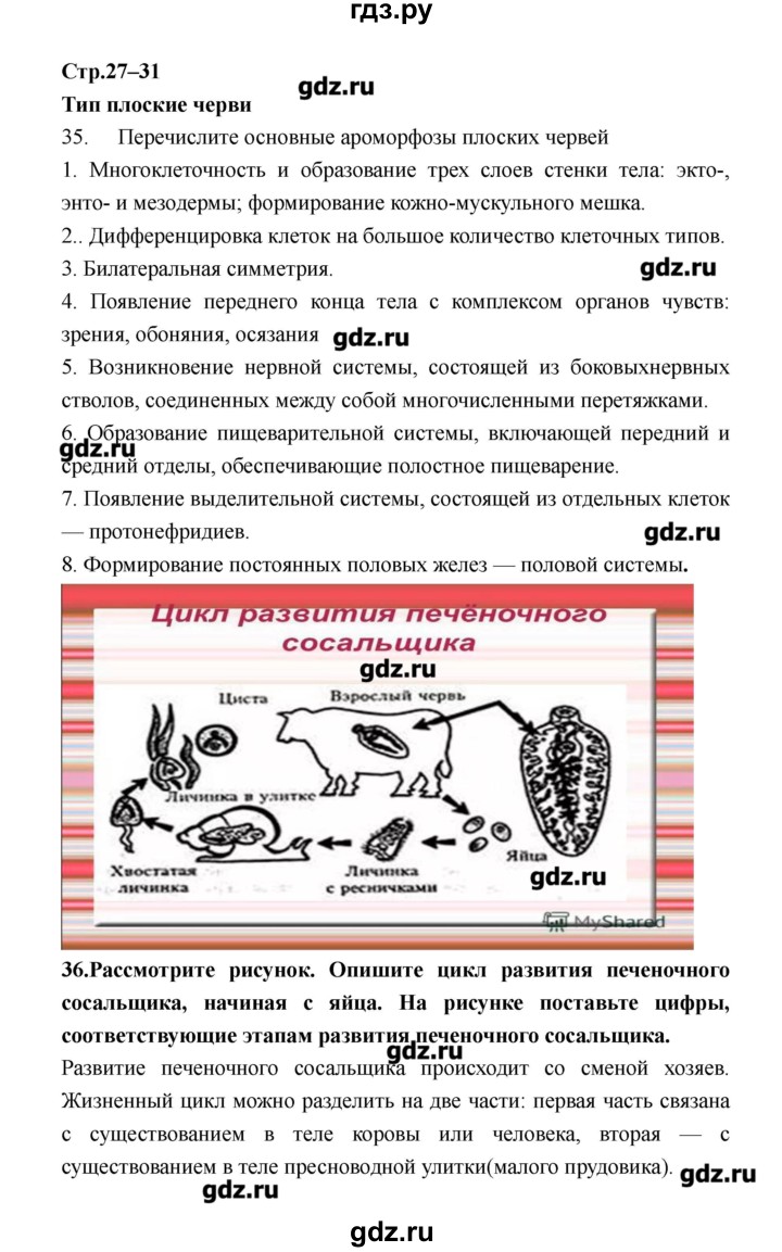 Цветные изображения красочного попугая