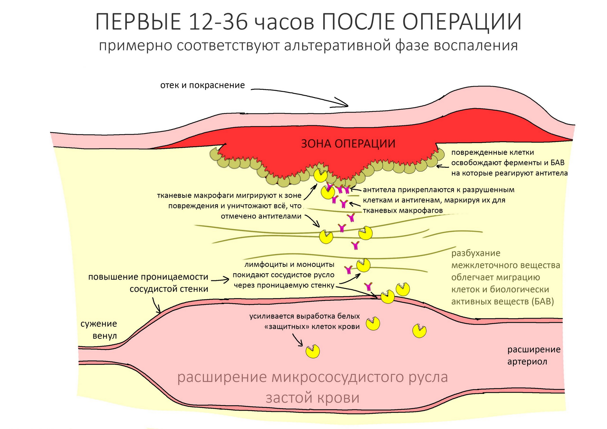 Лейкопения