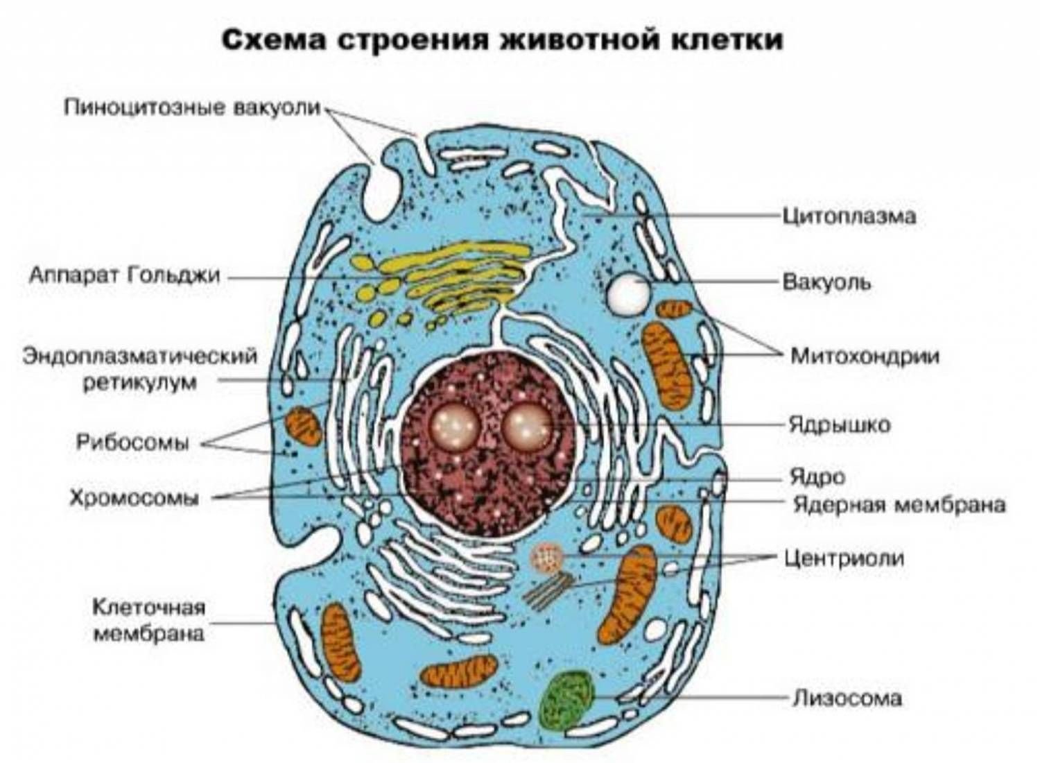 Биология 7 класс. Строение животной