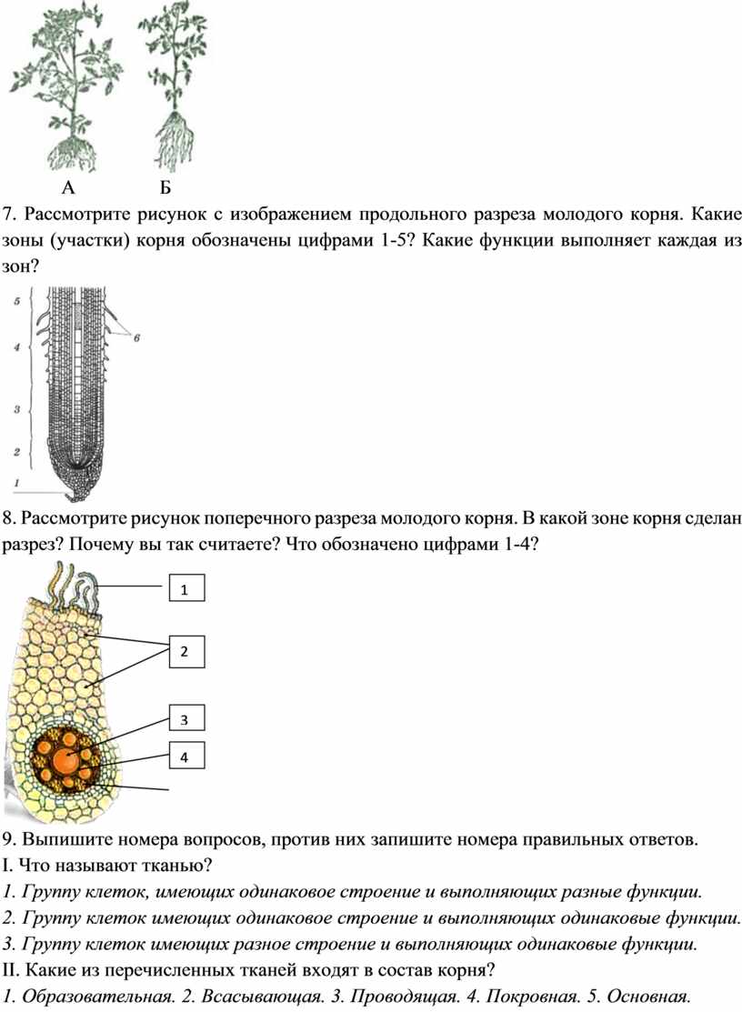 Мицелий Википедия