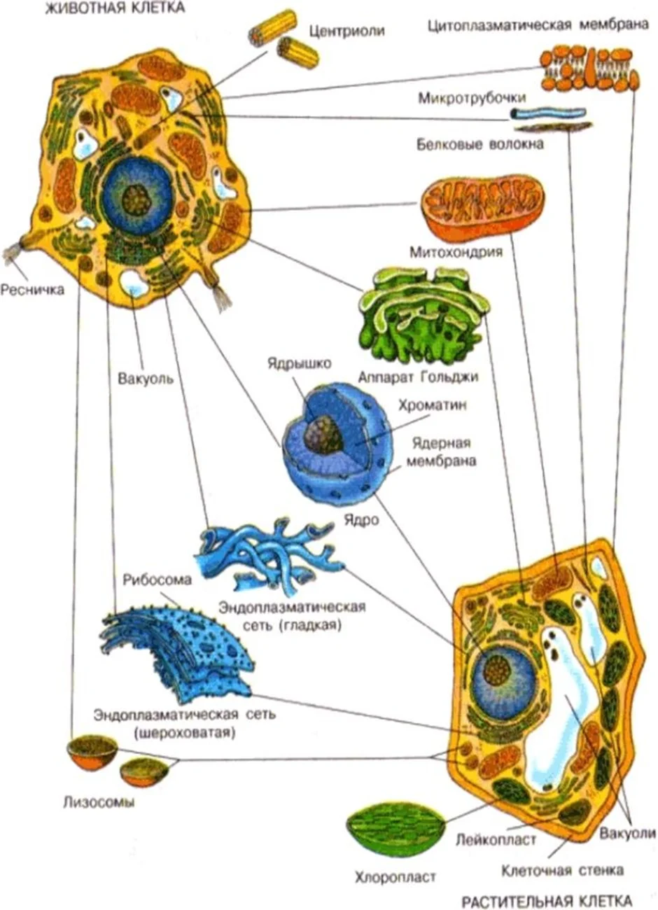 рассмотрите рисунок подпишите органоиды