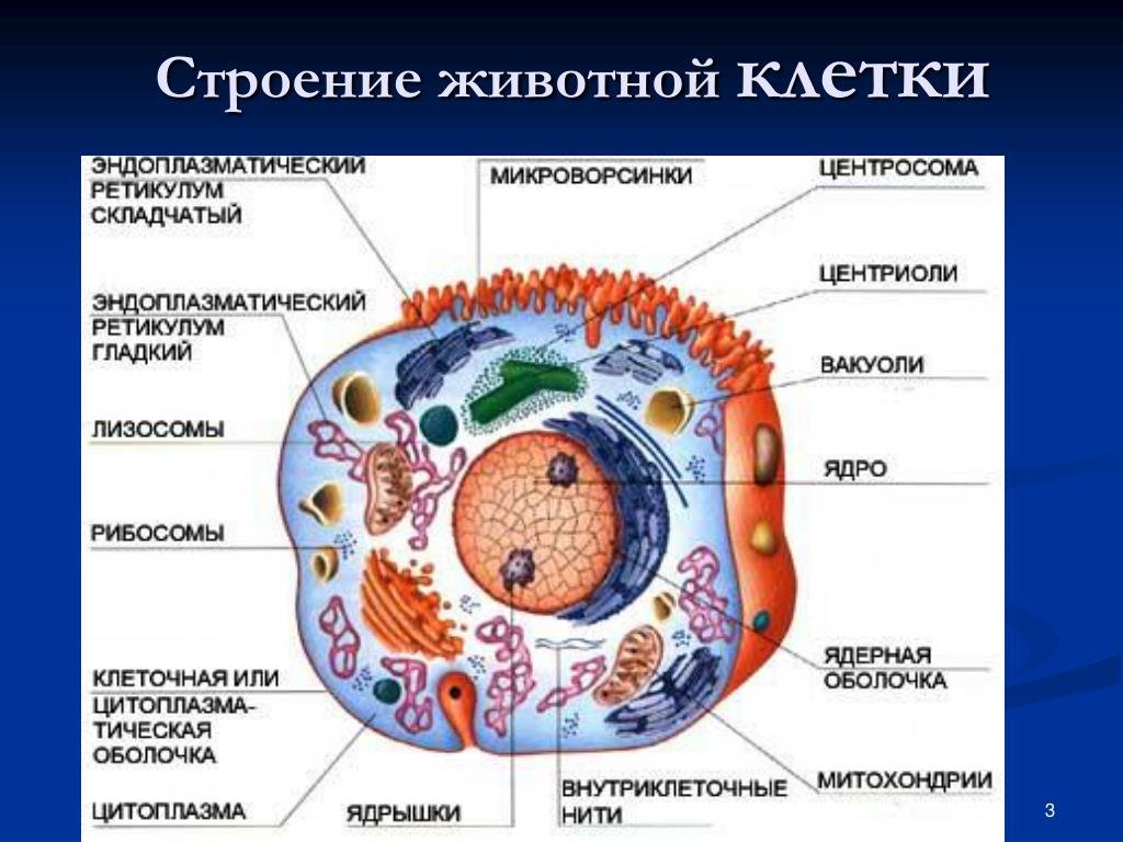 4 Строение клетки. Отличия животных и