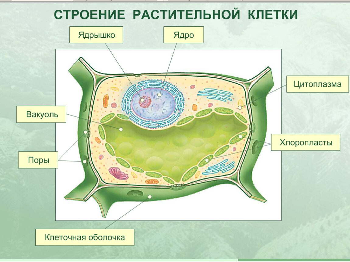 Клеточная мембрана Википедия