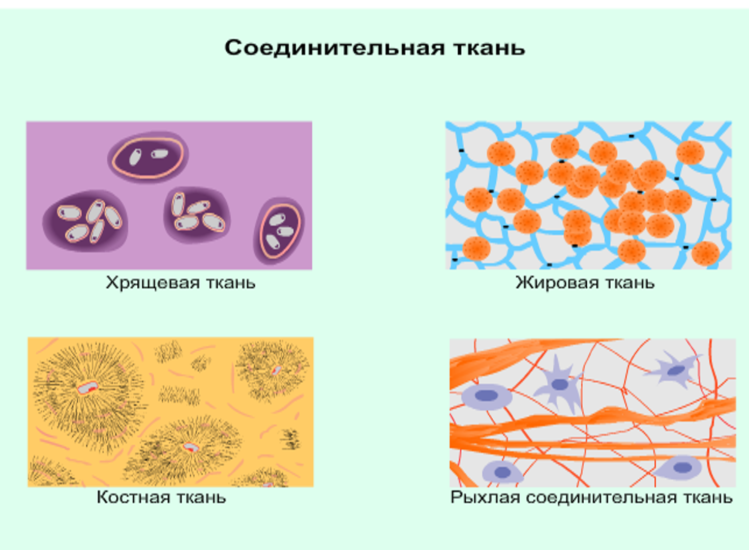 ожирение сердца