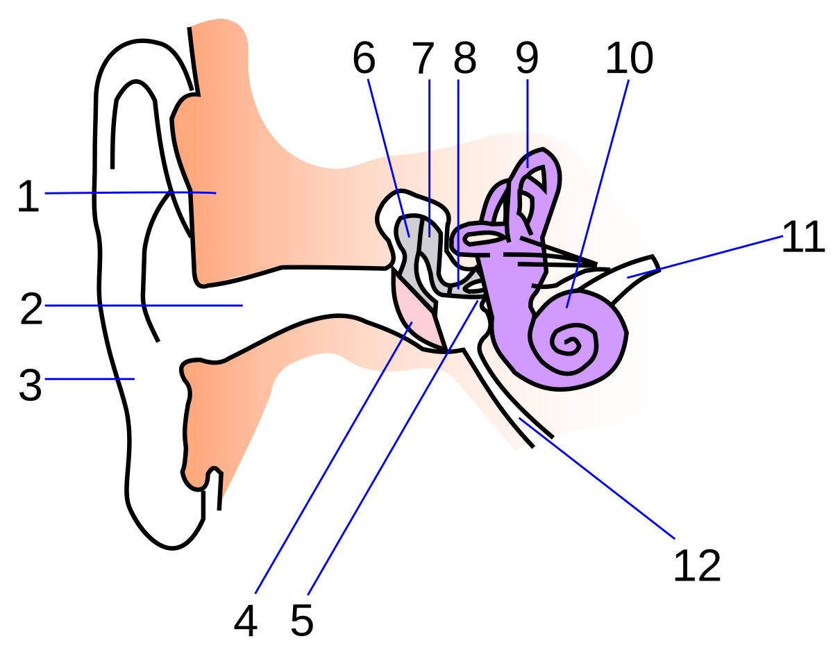 Орган слуха человека – строение и