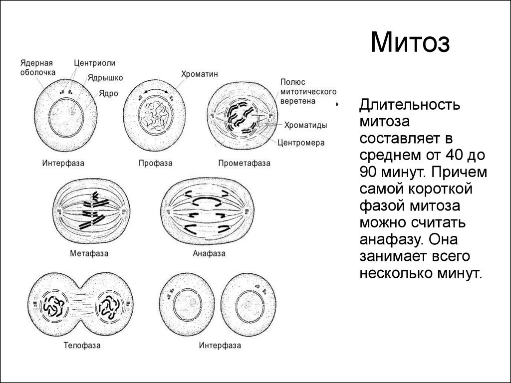 Энциклопедия Жизнь растений. РАСТИТЕЛЬНАЯ КЛЕТКА