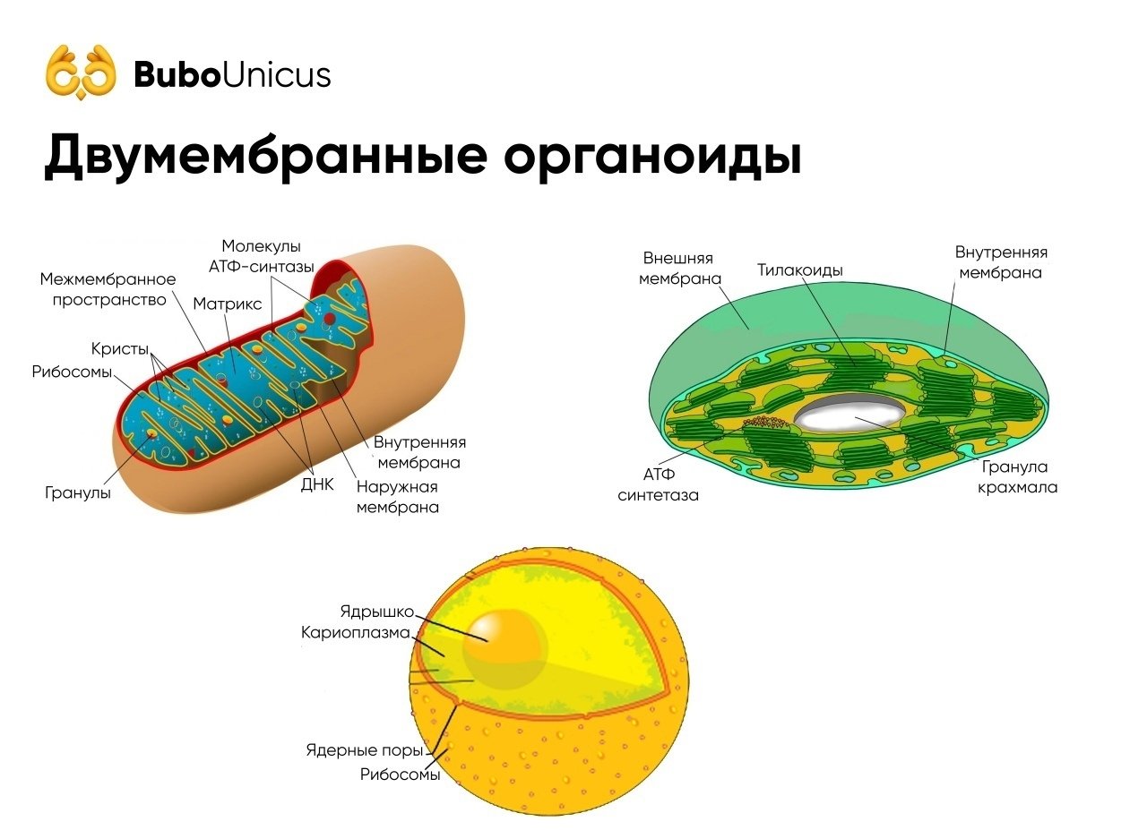 Анатомия человека Иллюстрированный