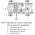 Строение эукариотической клетки 