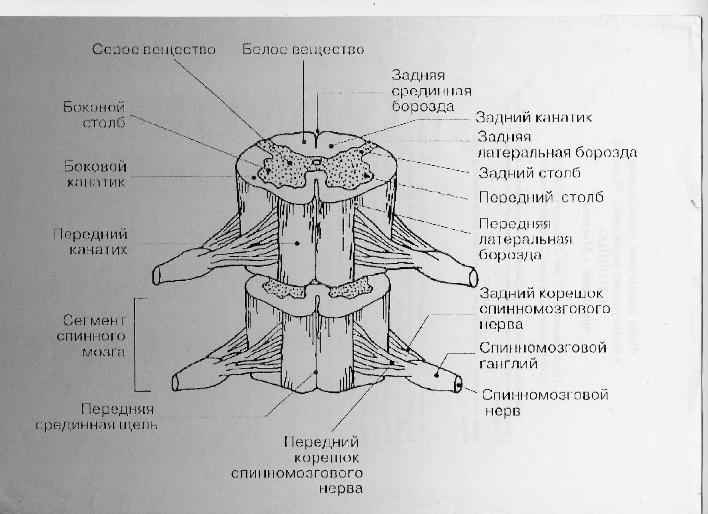 анатомия спинного мозга иллюстрация вектора. иллюстрации