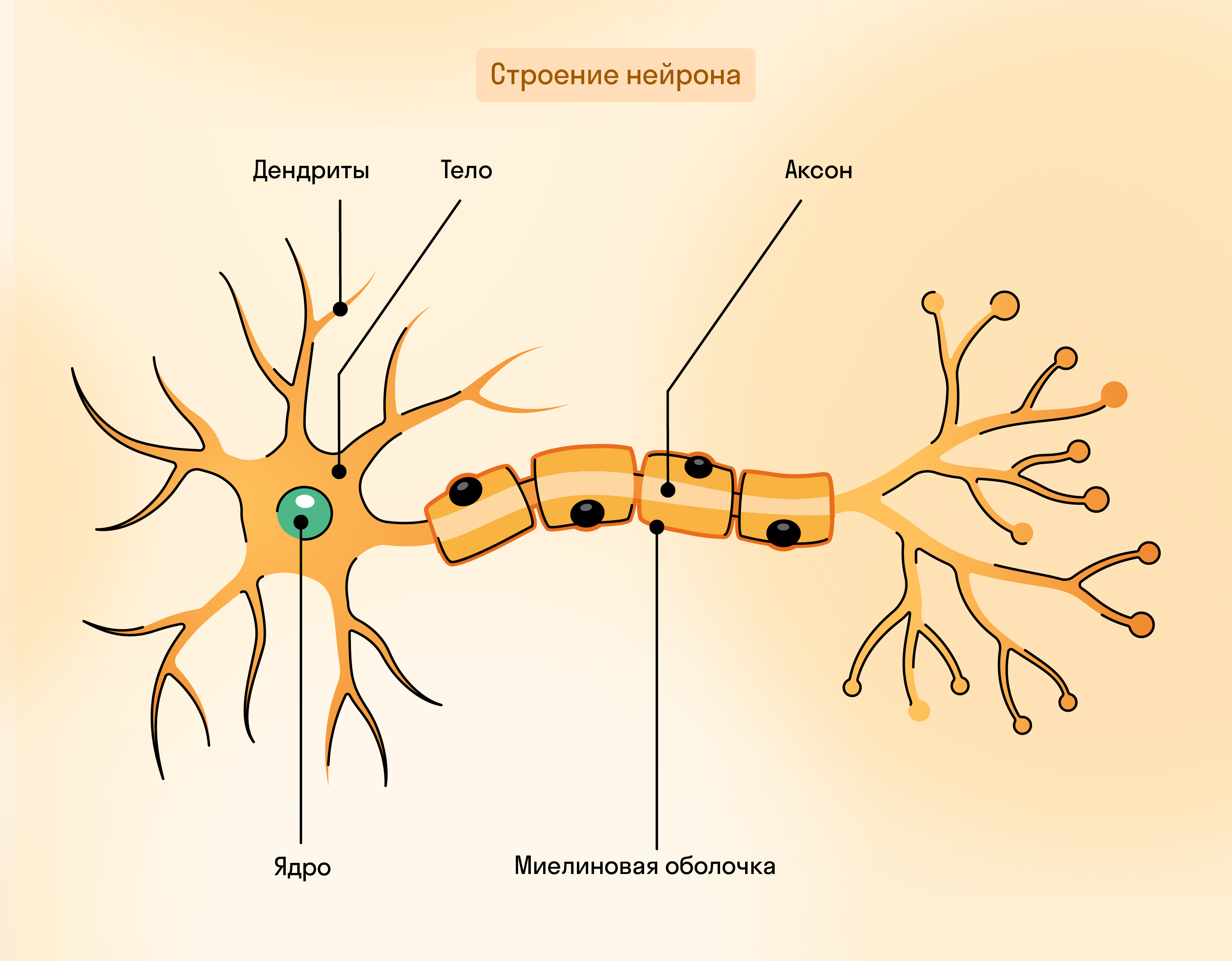 Рефлекс шкипера» онлайн