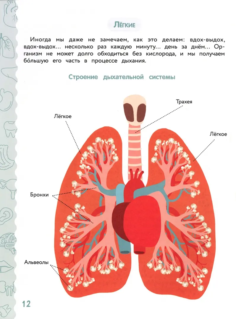 Кровеносная система собак: сердце