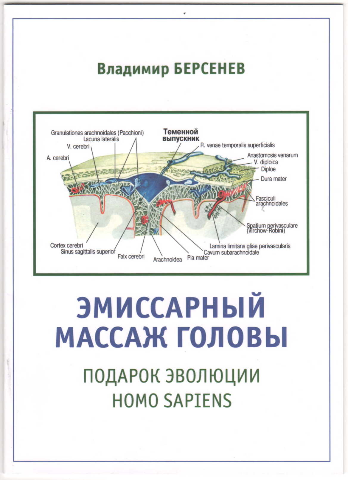 ВЕГЕТАТИВНАЯ НЕРВНАЯ СИСТЕМА Большая