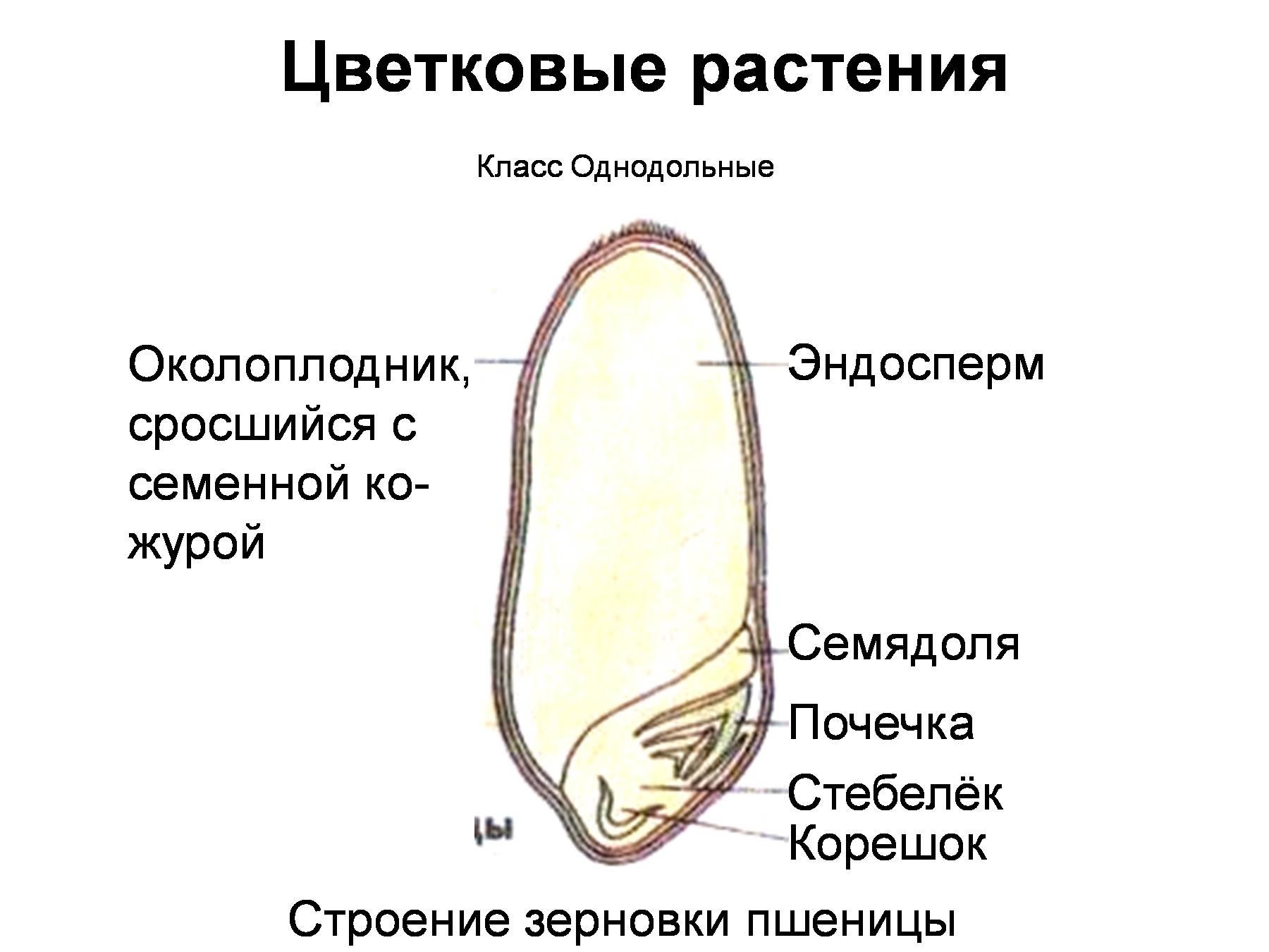 Общие сведения. Морфология – это наука о форме и строении