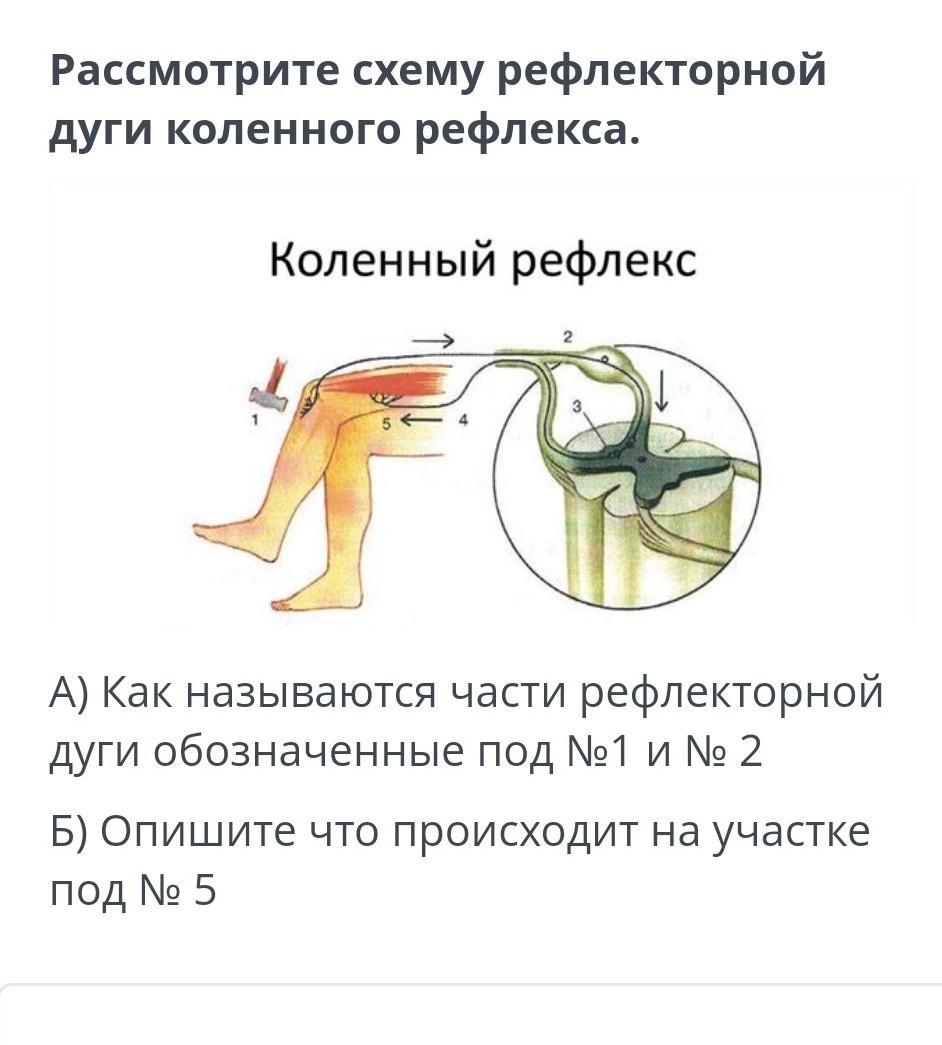 Что такое рефлекс? PaintingRussia