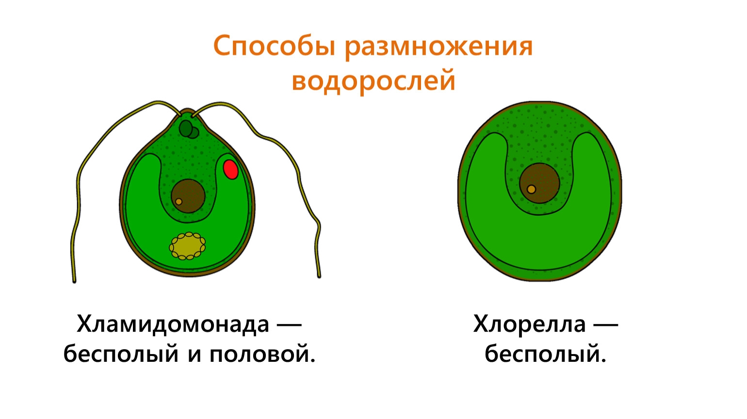 Шаг 1 – Систематика – Stepik