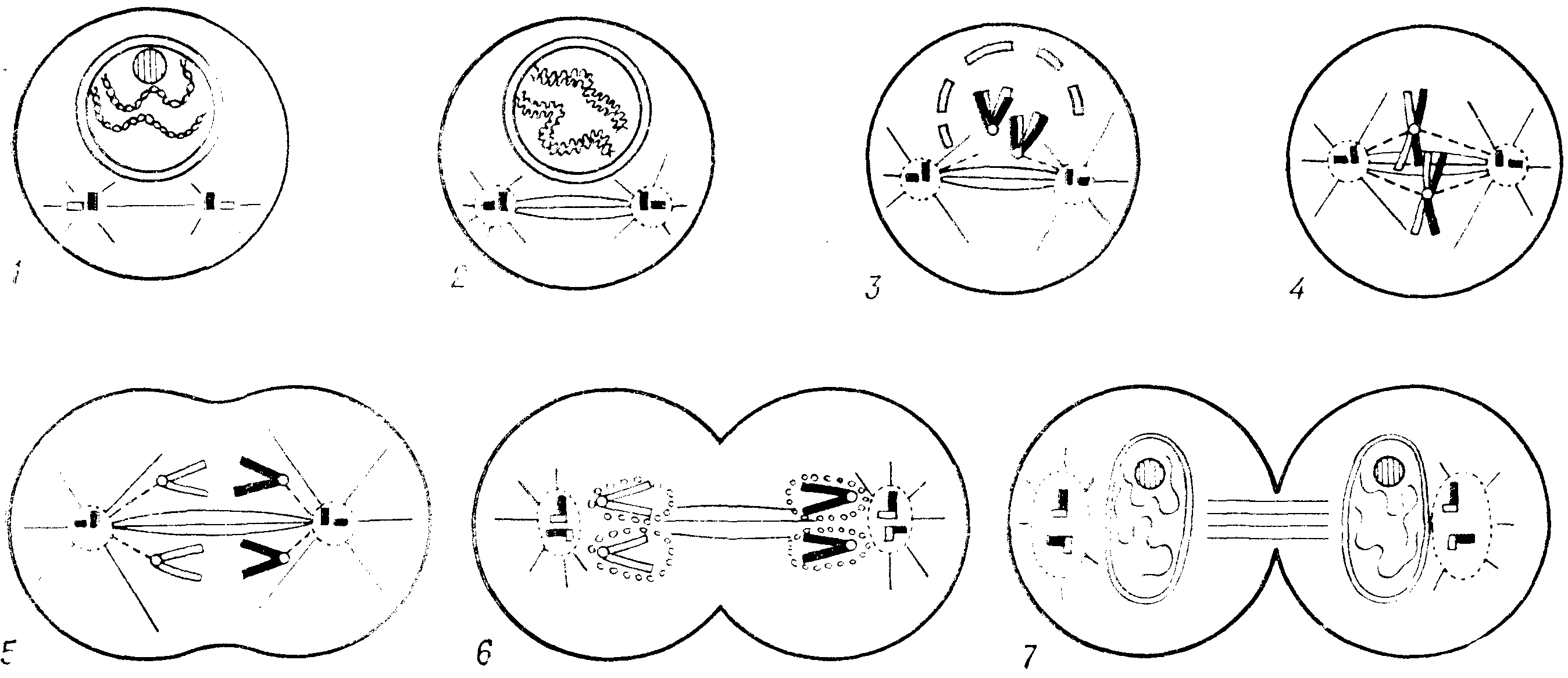 Рисунок стадии митоза 