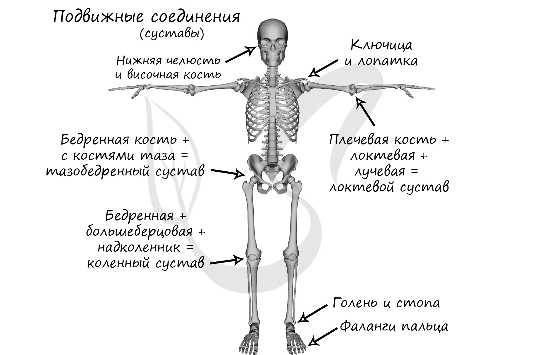 Рисунок костей