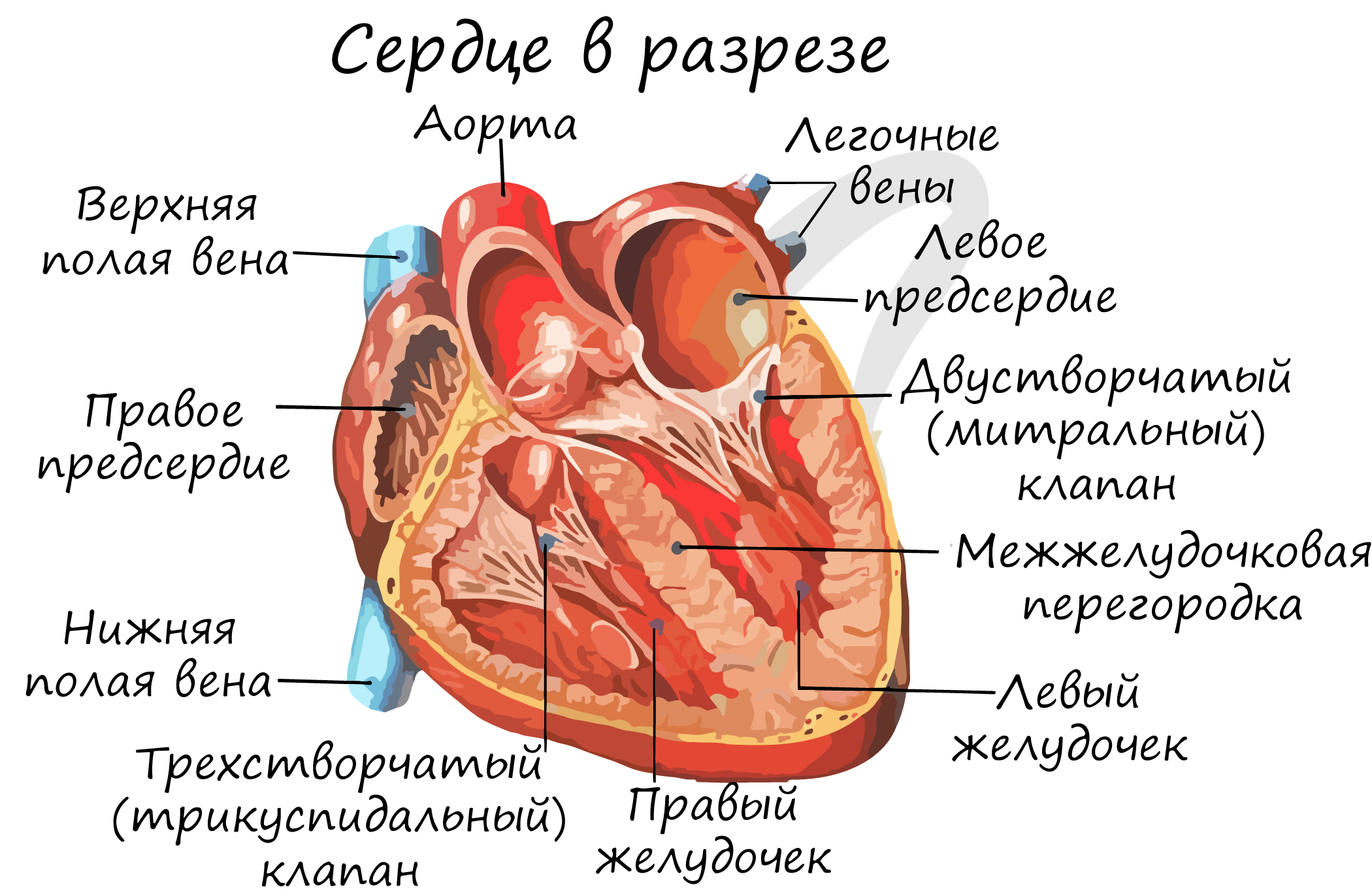 Сердце : нормальная анатомия | e