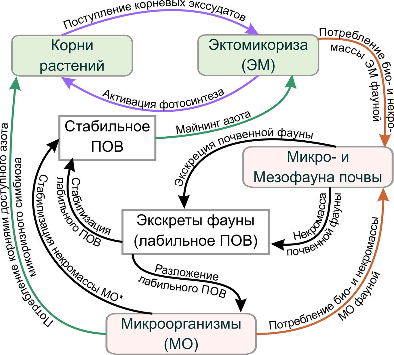 Роль эктомикоризы древесных растений в динамике органического