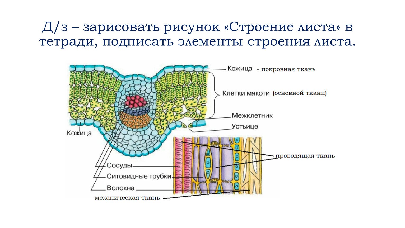 Лабораторная работа по теме Ткани растений