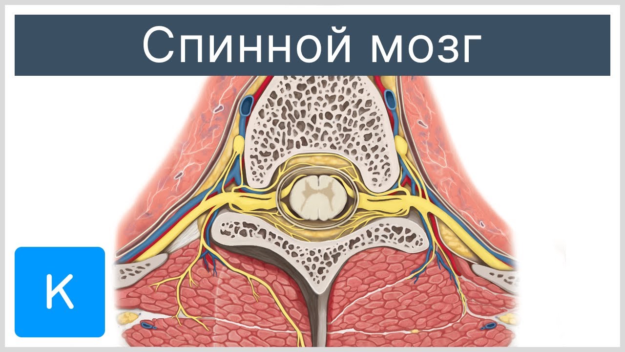 Тема 1: СПИННОЙ МОЗГ, ВНЕШНЕЕ И