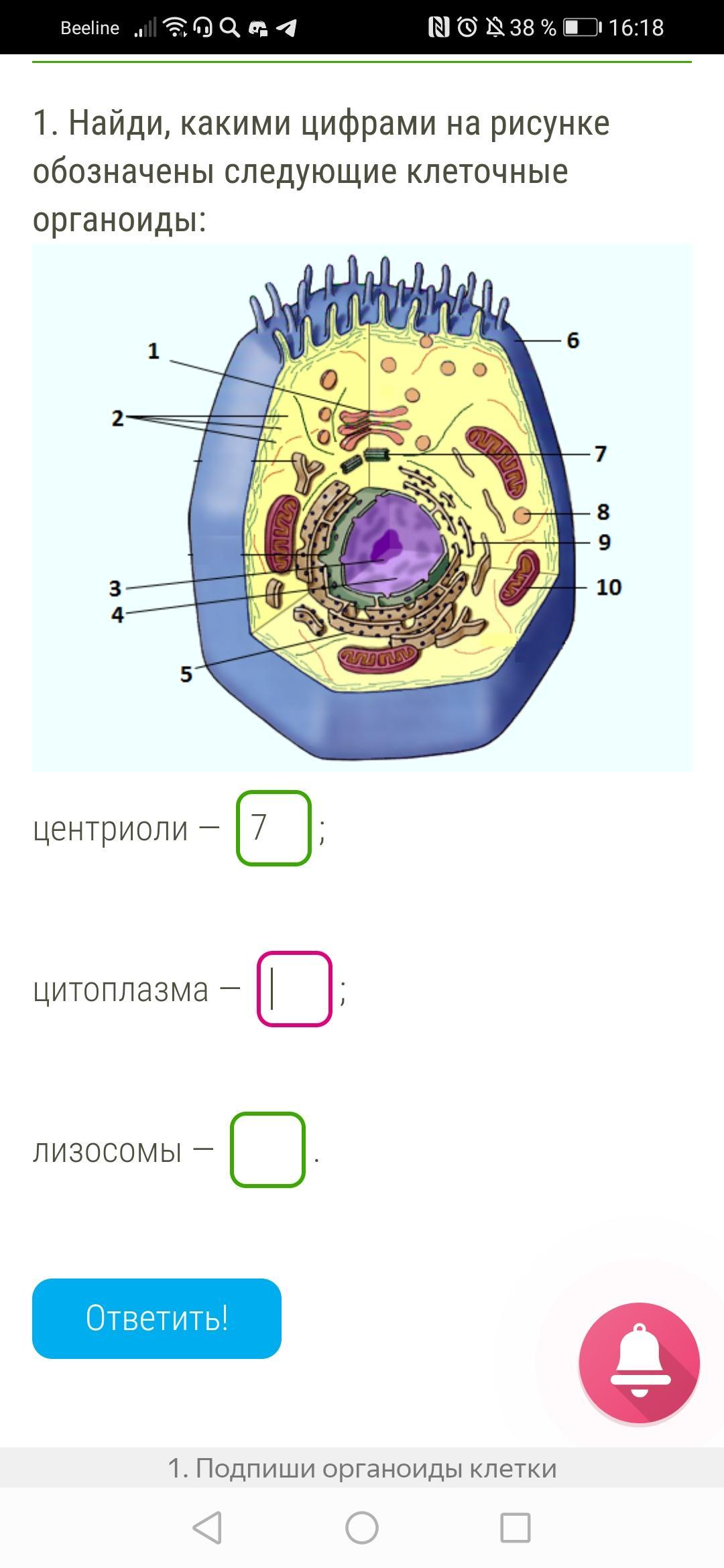 СРАВНИТЕЛЬНАЯ ХАРАКТЕРИСТИКА клеток