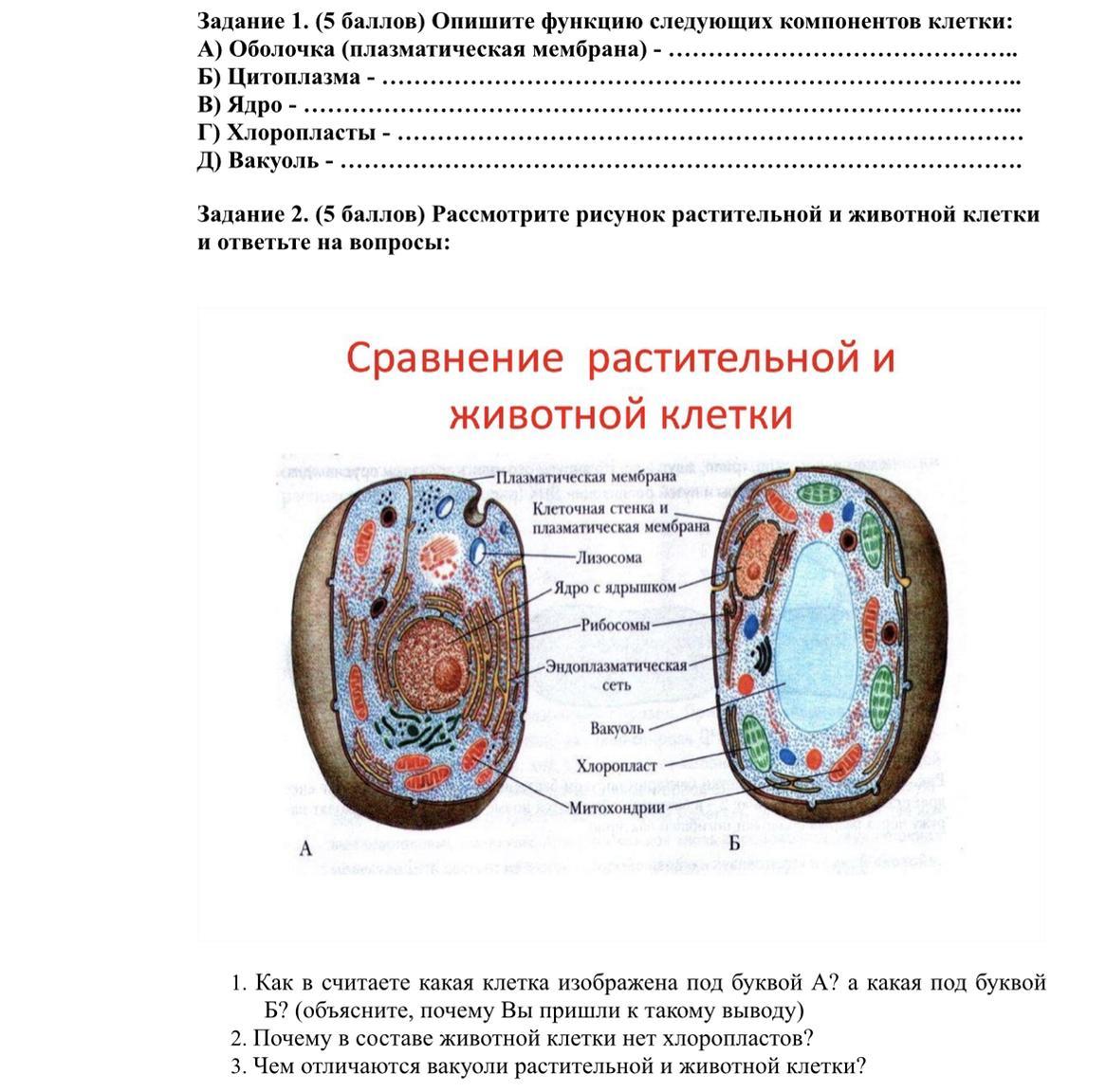 Растительные клеточные биофабрики: на