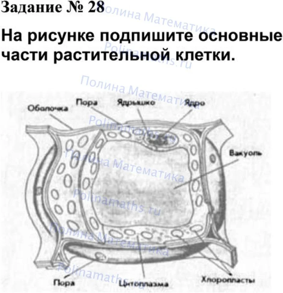 Стенд по биологии Строение растительной клетки 