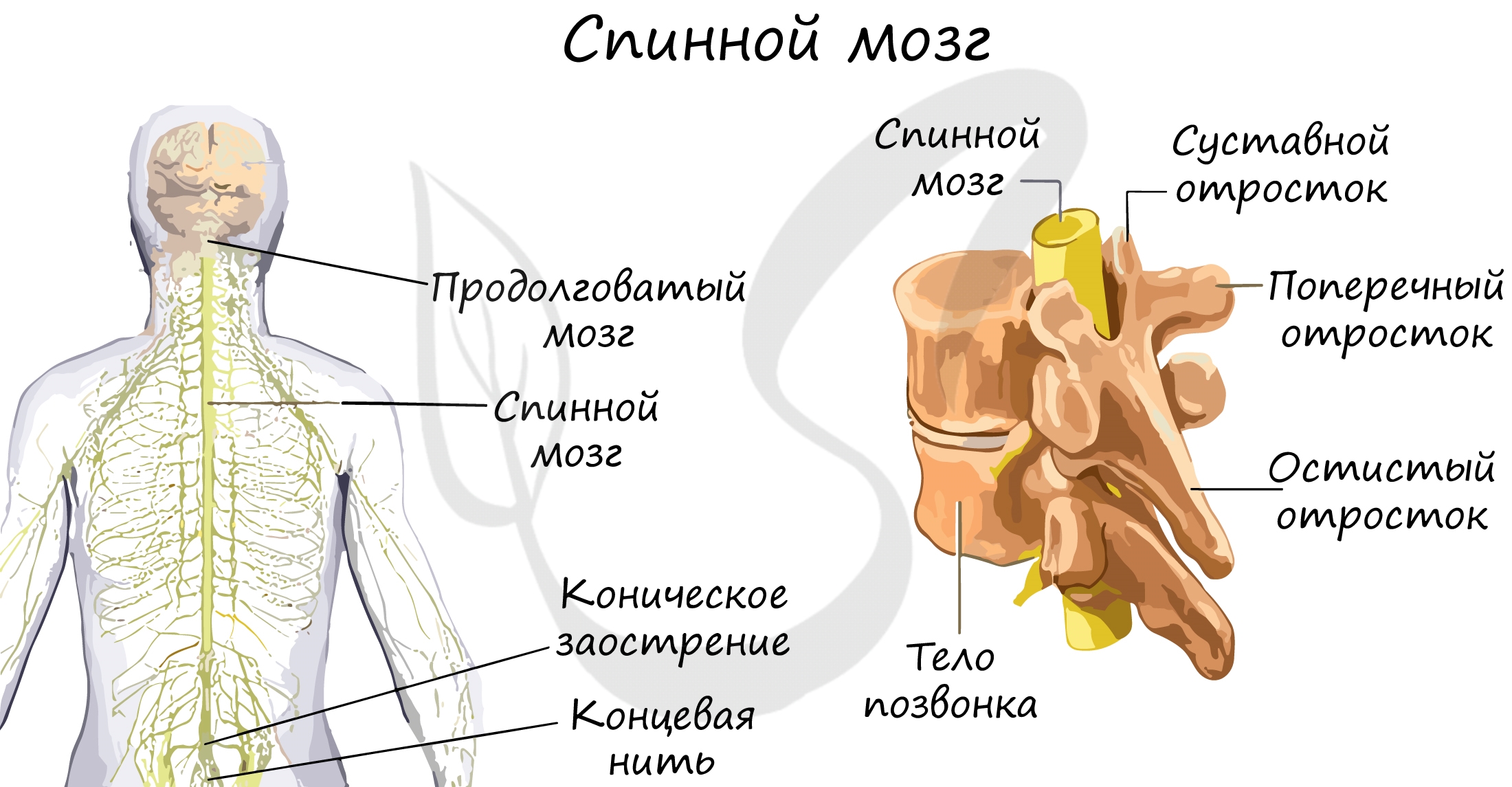 помогите пожалуйста по биологии таблица строение спинного