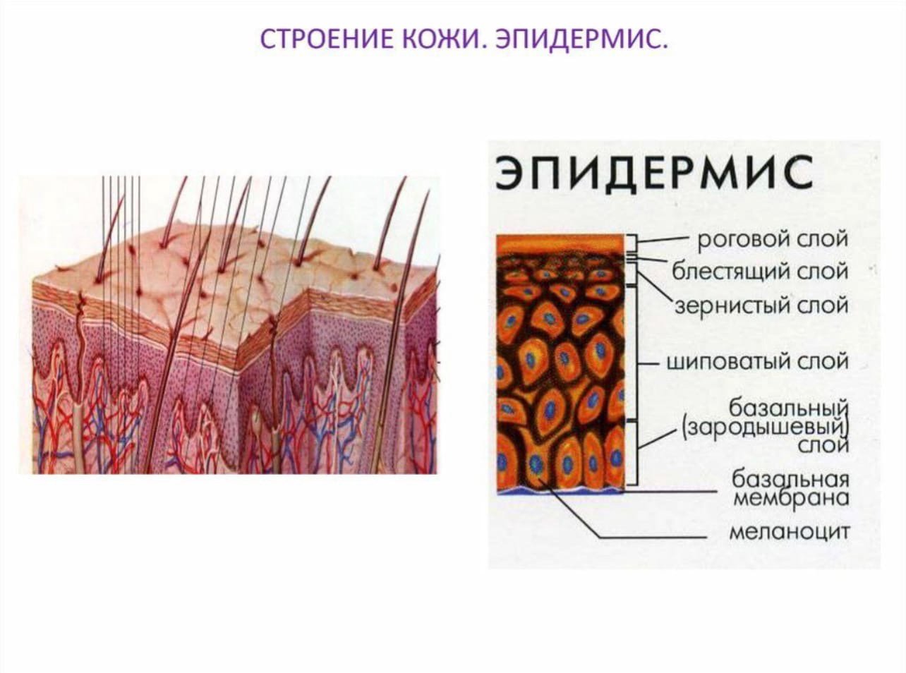 Гистология кожи: необходимые знания для мастера перманента