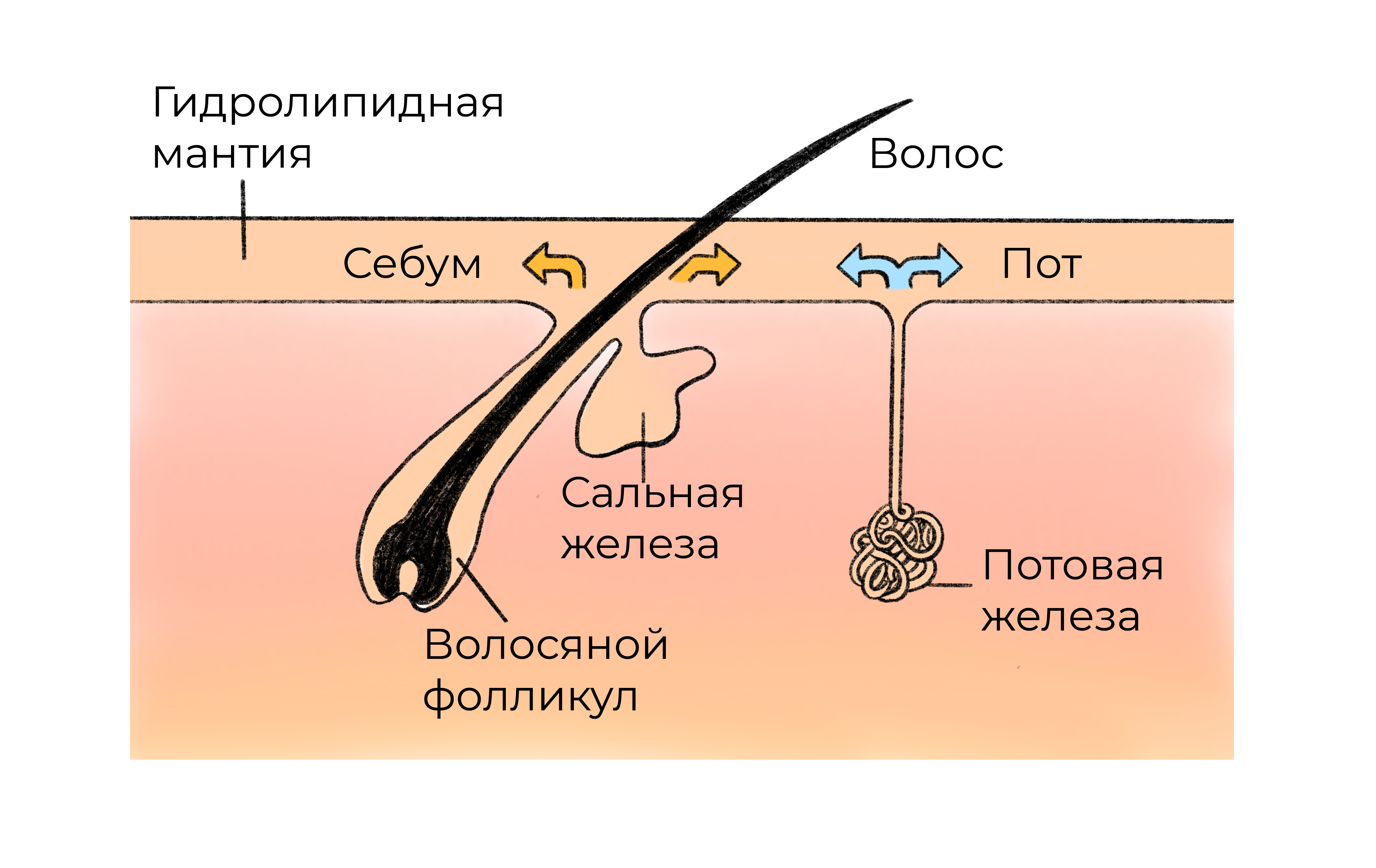 ОнкоВет: Эпителиома сальных желез, цито гисто