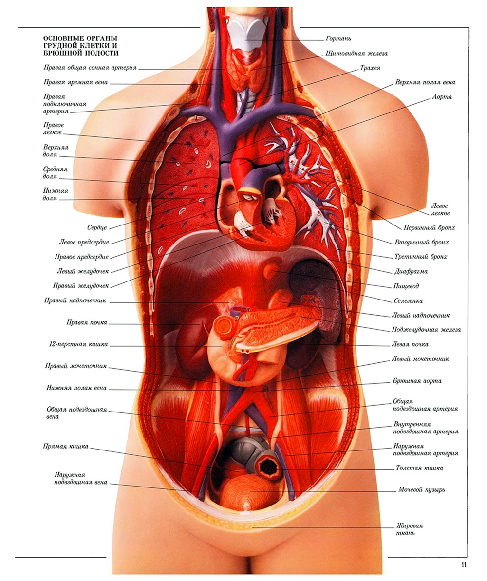 Человеческие органы анатомии