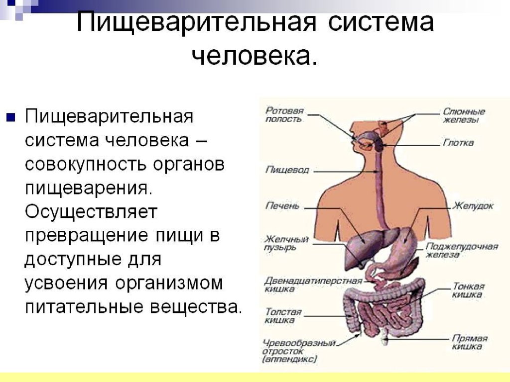 Профилактика заболеваний органов