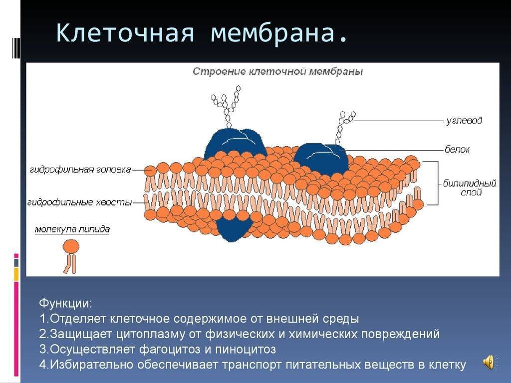 Одномембранные органоиды