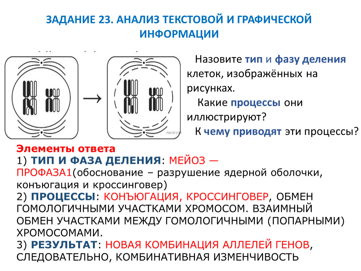 Митоз и мейоз, подготовка к ЕГЭ по биологии