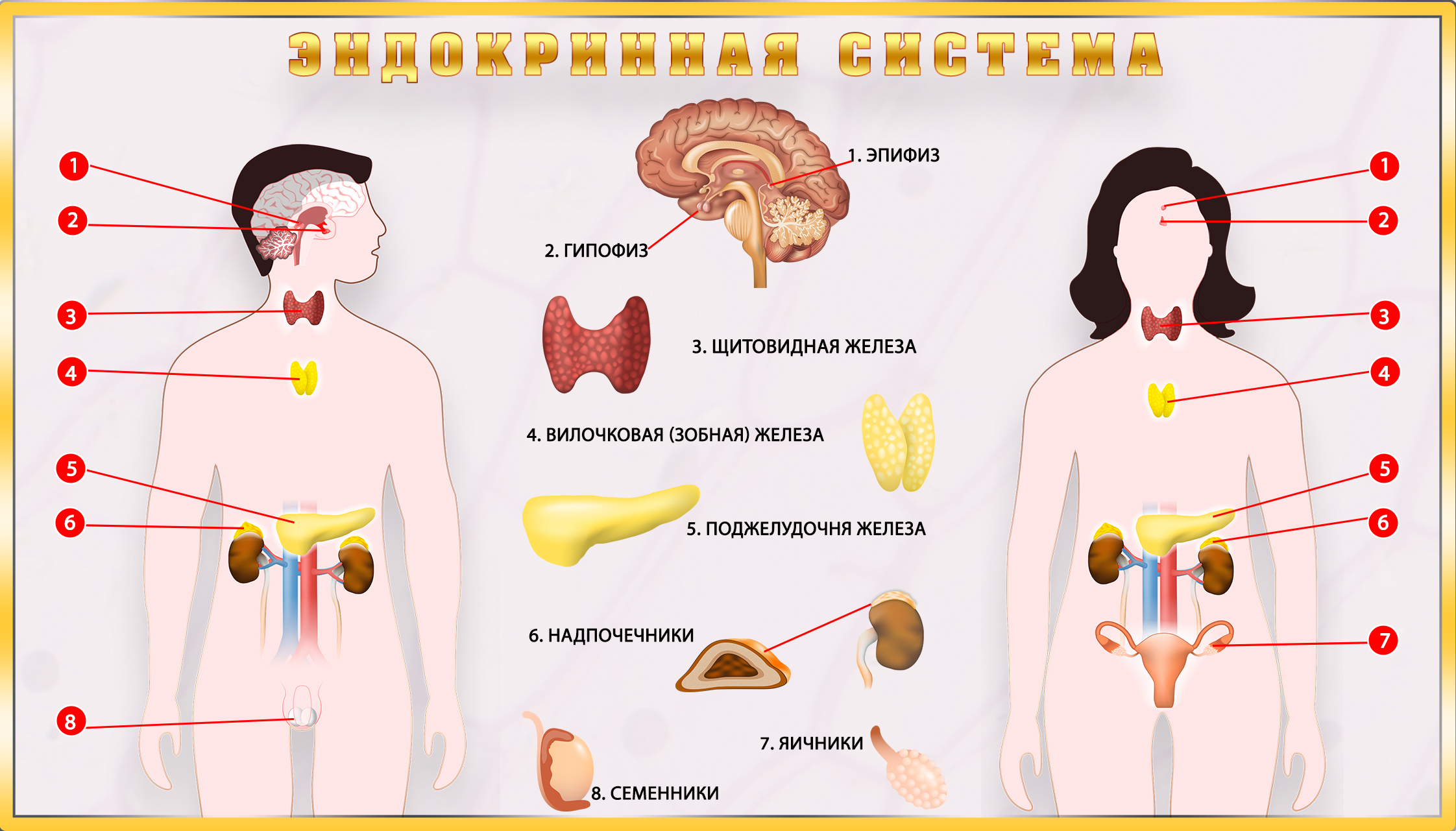 СОР №2 – Биология – 8 класс – 3